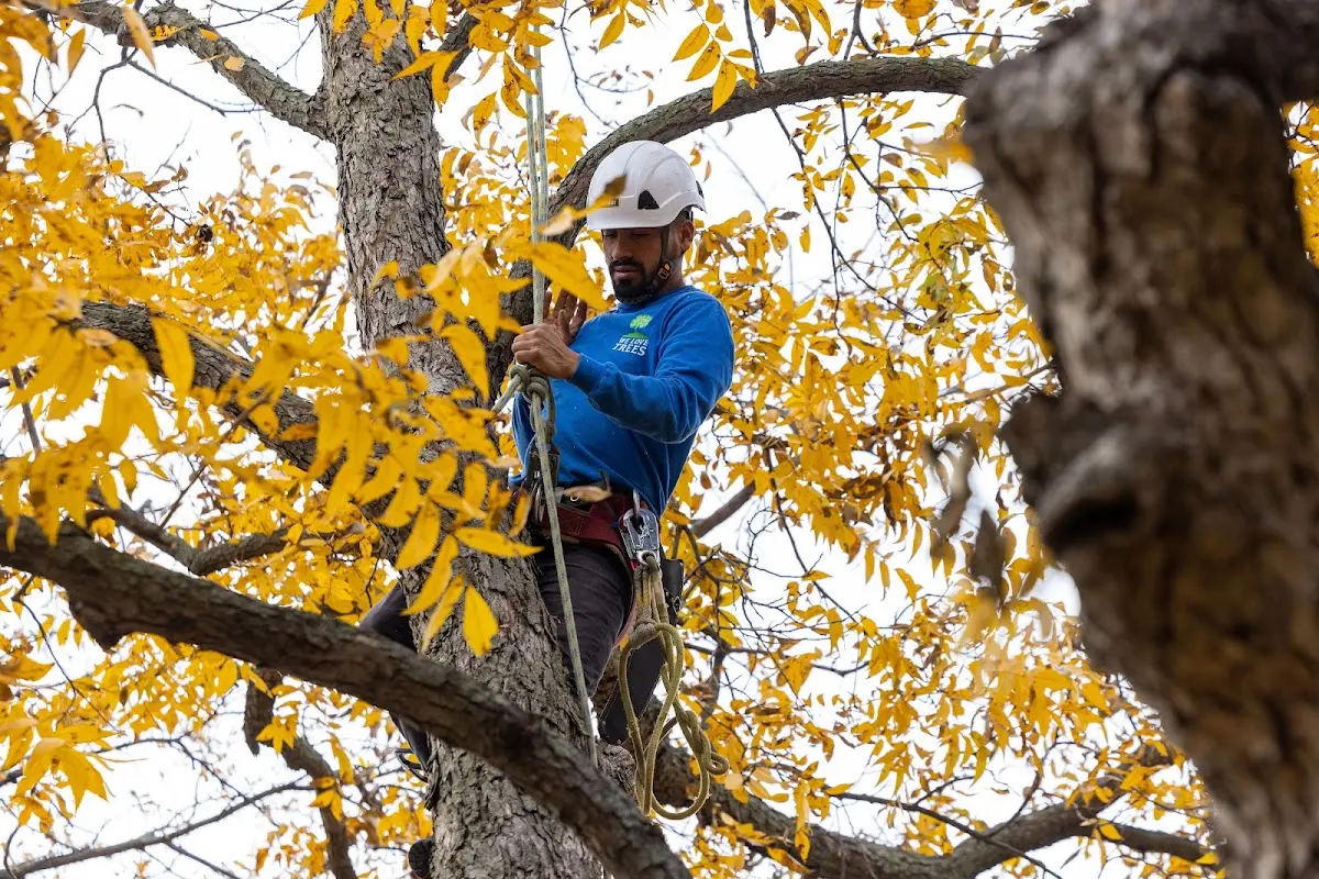 Skilled Tree Transplanting crew working in Houstonia